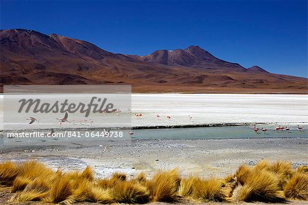 Flamingos on Laguna Canapa, Southwest Highlands, Bolivia, South America