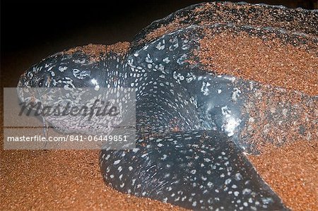 Gros plan de la femelle tortue luth (Dermochelys coriacea) sur son site de nidification, montrant le mucus sécrété par l'oeil, Shell Beach, Guyane, Amérique du Sud