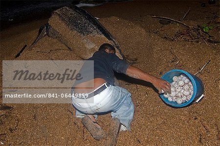 Leatherback turtle (Dermochelys coriacea) eggs being collected for transfer to a safer hatchery location, Shell Beach, Guyana, South America