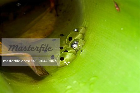 Spawn of the Golden Rocket Frog (Anomaloglossus beebei) in giant tank bromeliad (Brocchinia micrantha), Kaieteur National Park, Guyana, South America