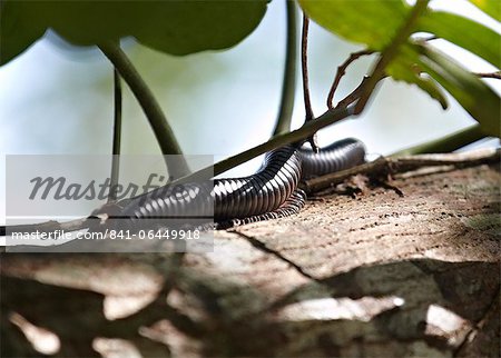 Riesen Tausendfussler Gonibregmatus Plurimipes Fidschi Pazifische Inseln Im Pazifischen Ozean Stockbilder Masterfile Lizenzpflichtiges Kunstlerverzeichnis Robertharding Bildnummer 841