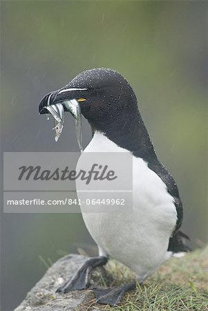 Petit pingouin (Alca torda), Lunga, Hébrides intérieures en Écosse, Royaume-Uni, Europe