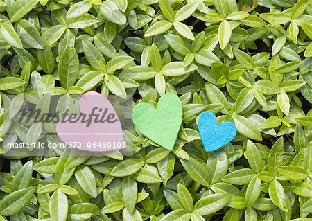 Feuilles et feutre en forme de coeur Feuilles et feutre en forme de coeur