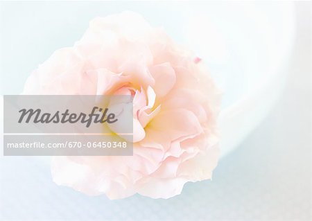 Pink rose Pink rose