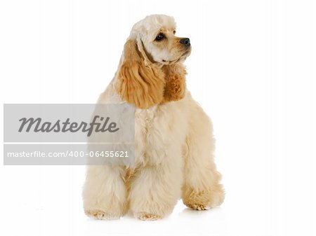 cute puppy - american cocker spaniel puppy standing on white background - 6 months old
