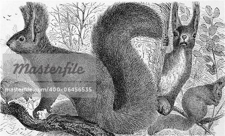 Red squirrel on engraving from 1890. Engraved by unknown artist and published in Meyers Konversations-Lexikon, Germany,1890.