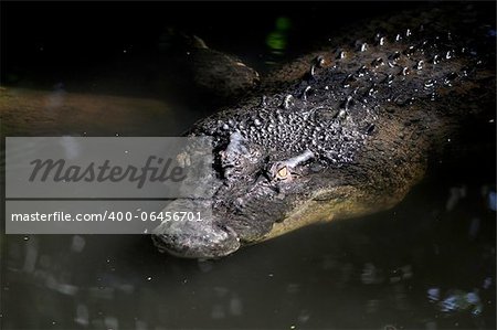 An evil looking crocodile lurking on the surface of the water waiting for its prey