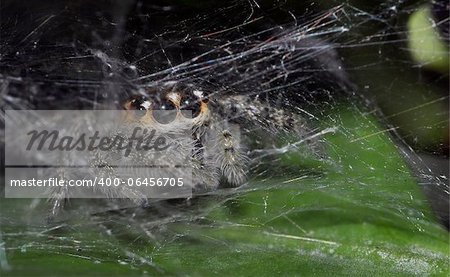 A hairy spider in its nest waiting for its prey