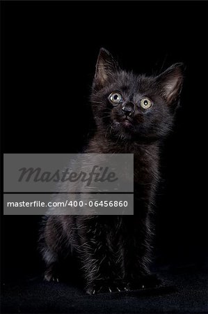 Black kitten on a black background
