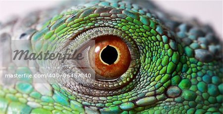 a macro of a fantastic green iguana eye