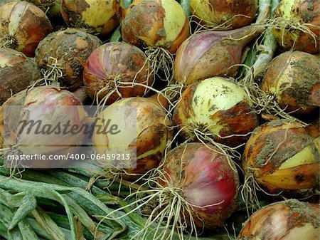 freshly picked onion bulbs as background
