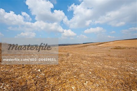Poor Stony Soil after the Harvest in Israel