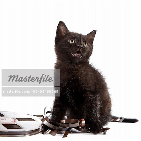 Black kitten on a white background