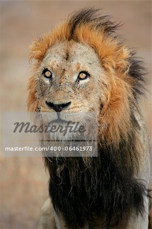 Portrait of a big male African lion (Panthera leo), Sabie-Sand nature reserve, South Africa