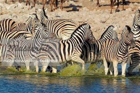 Plains (Burchells) Zebras (Equus burchelli) walking in water, Etosha National Park, Namibia