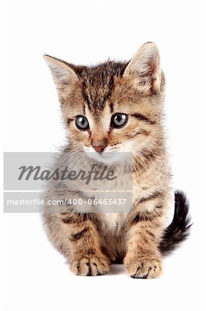 The striped kitten sits on a white background