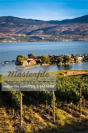 Vineyard Overlooking Lake and Houses, Kelowna, Okanagan Valley, British Columbia, Canada