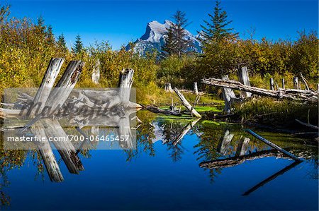 Tree Stumps in Vermilion Lakes with Mount Rundle in Background, near Banff, Banff National Park, Alberta, Canada