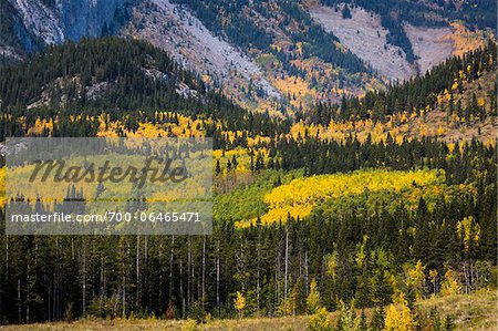 Mixed Forest in Autumn at Foot of Mountain, Kananaskis Country, Alberta, Canada