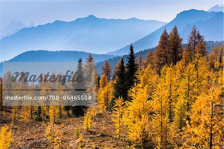 Autumn Larch and Mountain Range along Rock Isle Trail, Sunshine Meadows, Mount Assiniboine Provincial Park, British Columbia, Canada