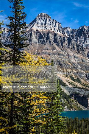 Autumn Larch, Mountain Range and Alpine Lake, Lake O'Hara, Yoho National Park, British Columbia, Canada