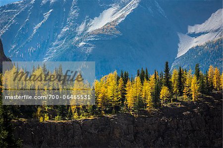 Autumn Larch on Cliff, Lake McArthur Trail, Yoho National Park, British Columbia, Canada