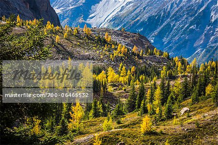 Overview of Autumn Larch, Lake McArthur Trail, Yoho National Park, British Columbia, Canada