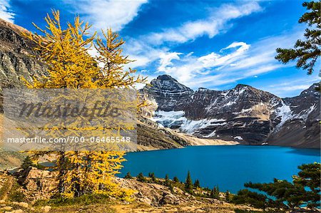 Autumn Larch at McArthur Lake, Yoho National Park, British Columbia, Canada Autumn Larch at McArthur Lake, Yoho National Park, British Columbia, Canada