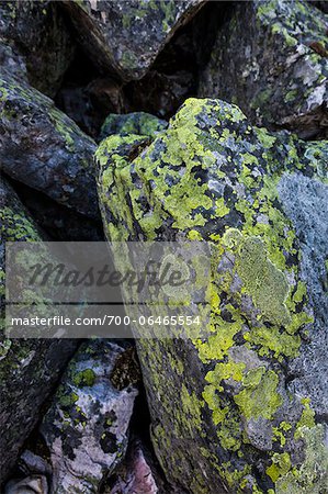 Close-up of Lichen Covered Rocks along Lake McArthur Trail, Yoho National Park, British Columbia, Canada