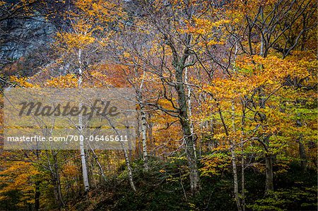 Forest Trees in Autumn, Smugglers Notch, Lamoille County, Vermont, USA