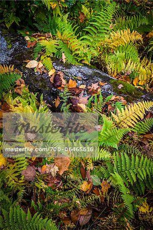 Close-Up of Ferns and Fallen Tree