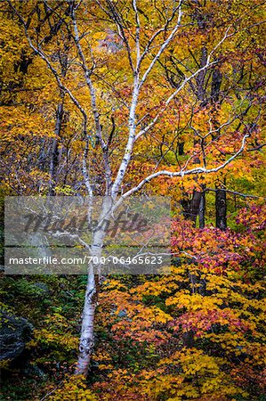 Bare Birch Tree in Forest in Autumn, Smugglers Notch, Lamoille County, Vermont, USA