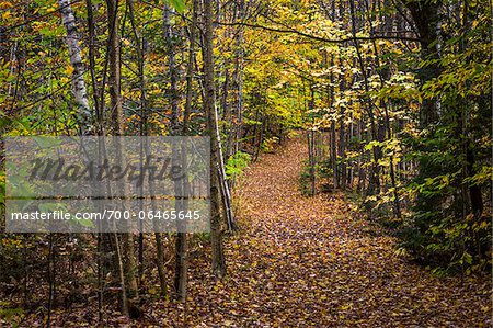 Hiking Trail Through Forest in Autumn, Moss Glen Falls Natural Area, C.C. Putnam State Forest, Lamoille County, Vermont, USA
