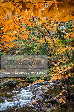 Rocky River and Autumn Leaves in Forest, Groton, Caledonia County, Vermont, USA