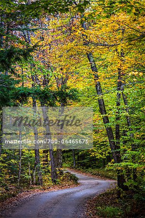 Fowlers Mill Road through Forest, near Chocorua Lake, Tamworth, New Hampshire, USA