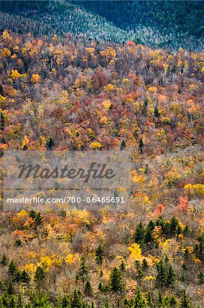 Trees with Autumn Leaves Interspersed with Bare Trees on Mountainside, White Mountain National Forest, White Mountains, New Hampshire, USA