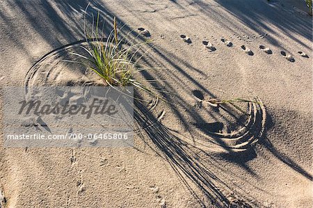Grass in Sand with Animal Tracks
