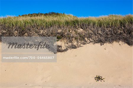 Long Grass Growing on Sand Dune, Race Point, Cape Cod, Massachusetts, USA