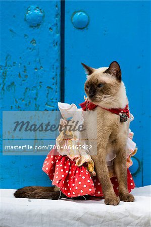 Cat Wearing Costume Sitting in front of Blue Door, Old Havana, Havana, Cuba