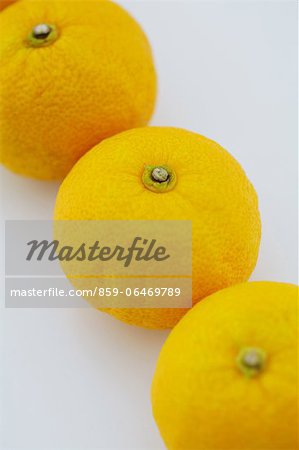 Three Yuzu fruits