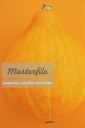 Puccini pumpkin on yellow background