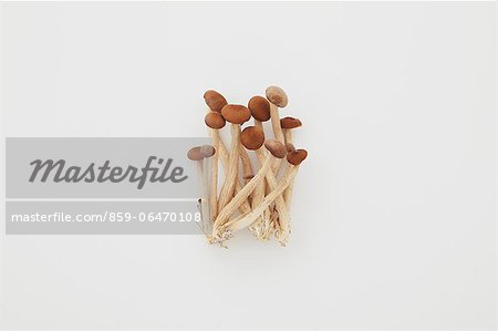 Pine mushrooms