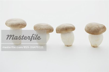 Shimeji mushrooms