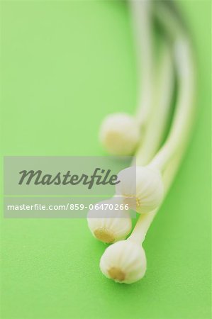 Green onions on green background