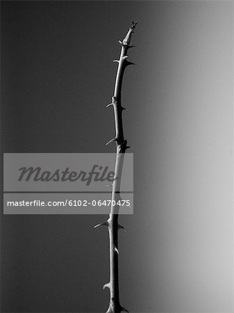 A bare branch of a rose.