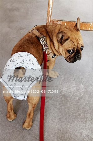 Pug dog wearing diaper
