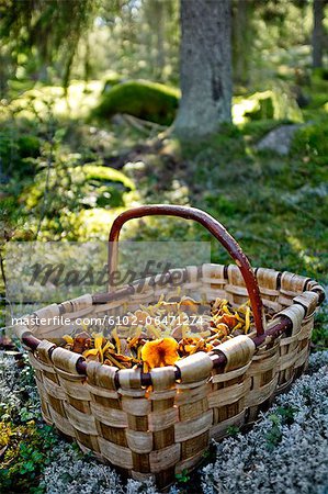 Basket with chanterelles in forest