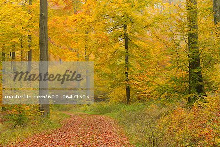 Path through Beech Forest in Autumn, Spessart, Bavaria, Germany