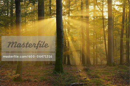 Sunbeams through Beech Trees in Autumn with Morning Mist, Spessart, Bavaria, Germany
