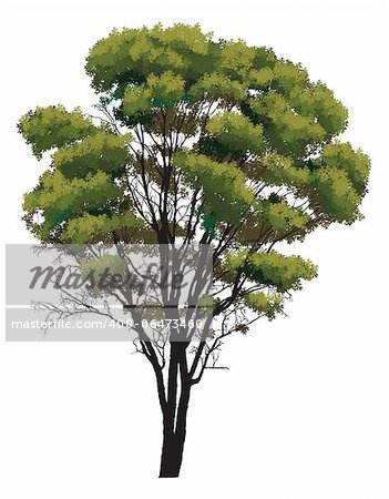 Natural green tree on a white background
